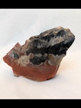 Arizona Red Orange Gray Petrified Wood Rock 9oz 3" slab In Raw Form